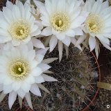 Echinopsis sp ex Pseudolobivia sp H833 OF JLcoll.1442.jpg